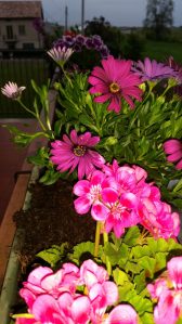 Fiori alla Domus Saurea - foto TT