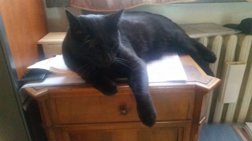 Palmiro - settembre 2016 - foto TT