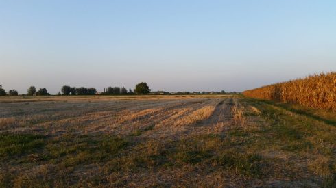 Meadows - tra Saint Little Faust e Bad Castle - Photo TT