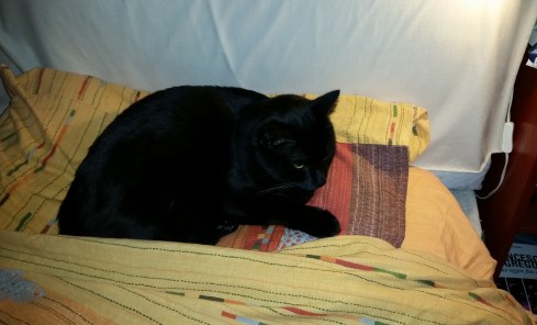 Palmir di notte -foto TT