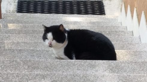 Artemio - gennaio 2017 - foto TT