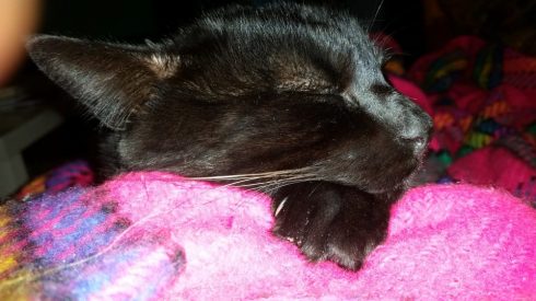 Sleeping Palmir - foto Tyrrell