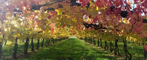 Vigne nei dintorni della Domus Saurea – photo TT