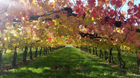 Vigne nei dintorni della Domus Saurea – photo TT
