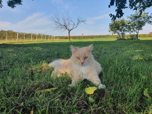 Stricchetto (alias Stricchi / Streaky) la reginetta. Domus Saurea ottobre 2020 - foto TT