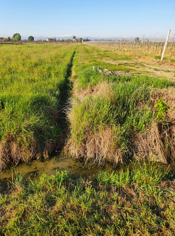 Il Fossettino delle anatre - Domus Saurea aprile 2020 - foto Tirelli