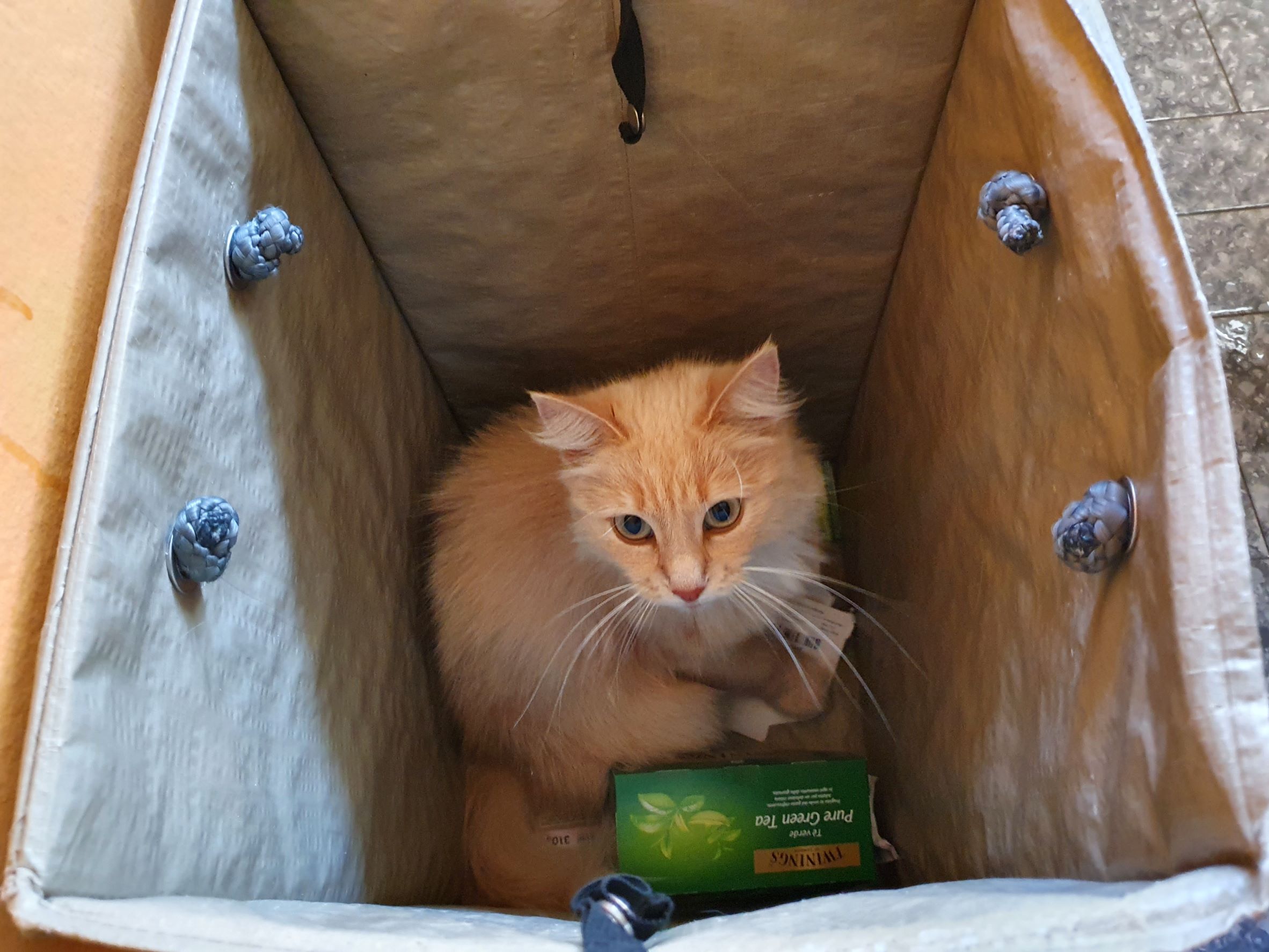 Streaky - Pussycat in the recycling bins - Domus Saura luglio 2021 - foto TT