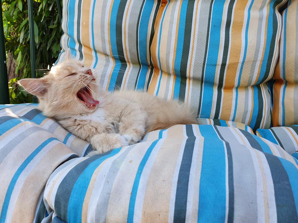 Strichetto - Agosto 2021 Domus Saurea - Foto TT