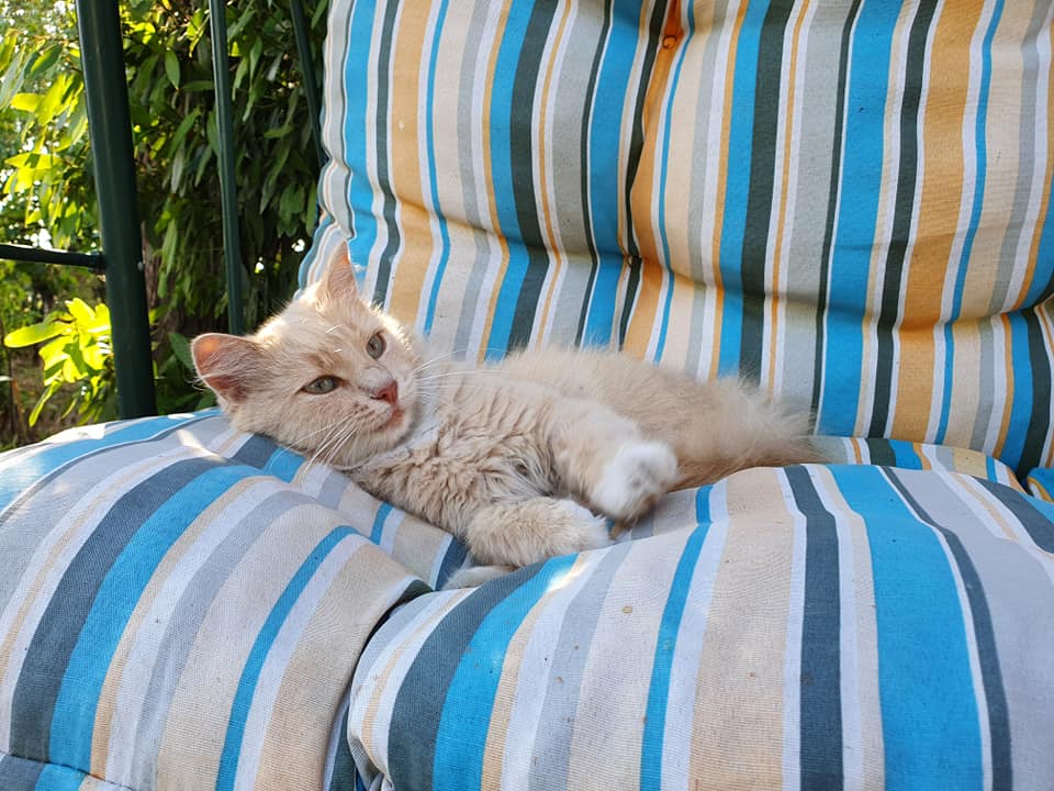 Strichetto - Agosto 2021 Domus Saurea - Foto TT