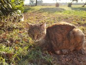 Raissa - Domus Saurea autunno 2021 - foto TT