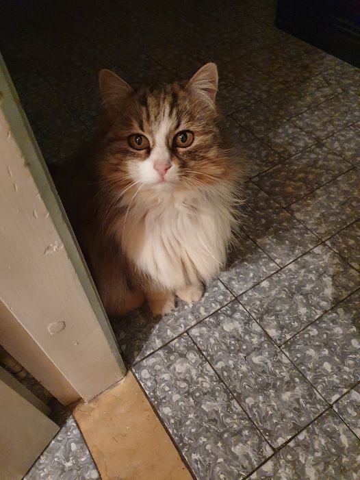 Ragni in the shadow of the blues - Domus Saurea aprile 2022 - foto TT