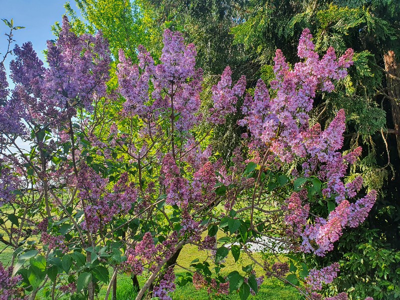 Fiori di Lillà alla Domus Saurea - foto TT