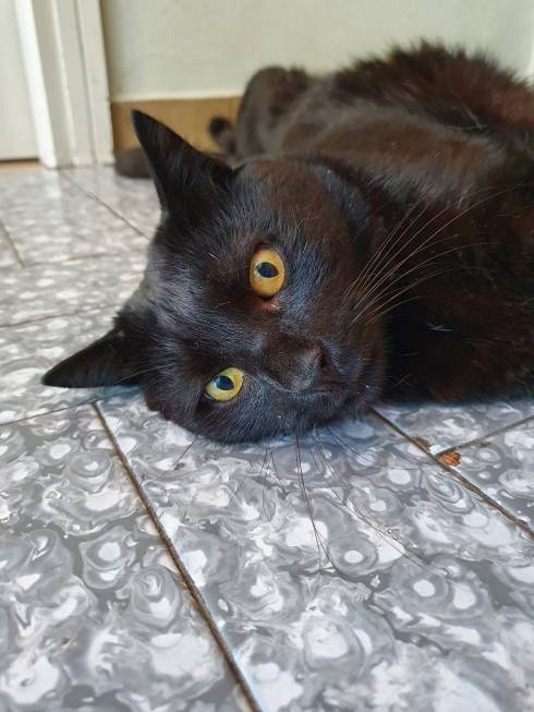 Palmiro - crazy from the heat - Domus Saurea