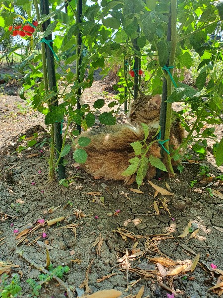 la Ragni all'ombra dei pomidoro - Domus Saurea luglio 2022 - Foto TT