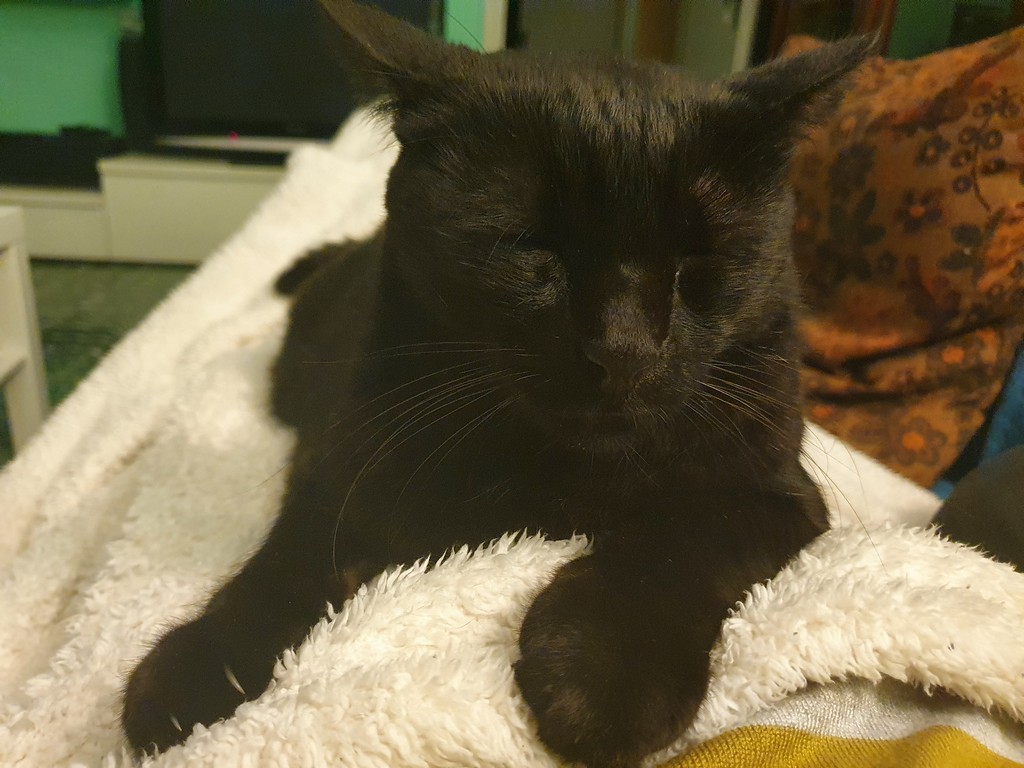 Palmiro getting in the sentimental mood - Domus Saurea ottobre 2022 - foto TT