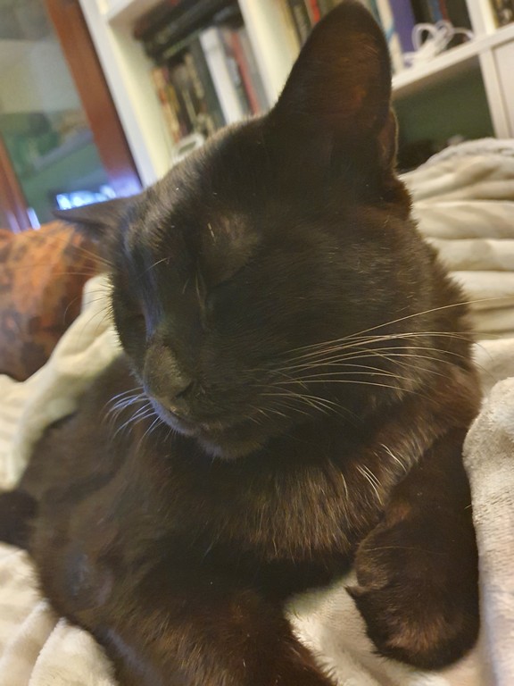 Palmiro - Domus Saura tardo ottobre 2022 - foto TT