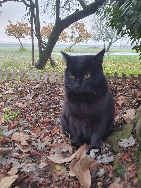 Palmiro scruta i suoi territori - Domus 23/12/22 - foto TT