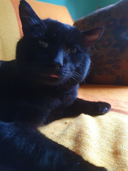 Il gatto Ozzy - Domus Saurea dicembre 2022 - foto TT