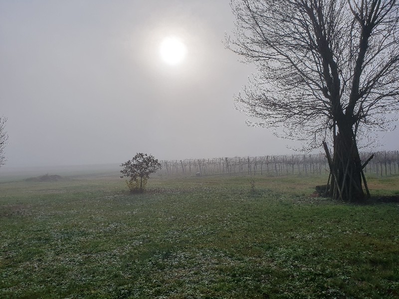 Il sole oltre la nebbia - Domus Saurea fine dicembre 2022 - foto TT