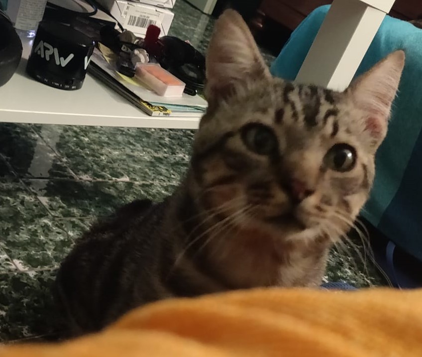 Stanislao - Domus Saurea 2022 - Foto Saura T