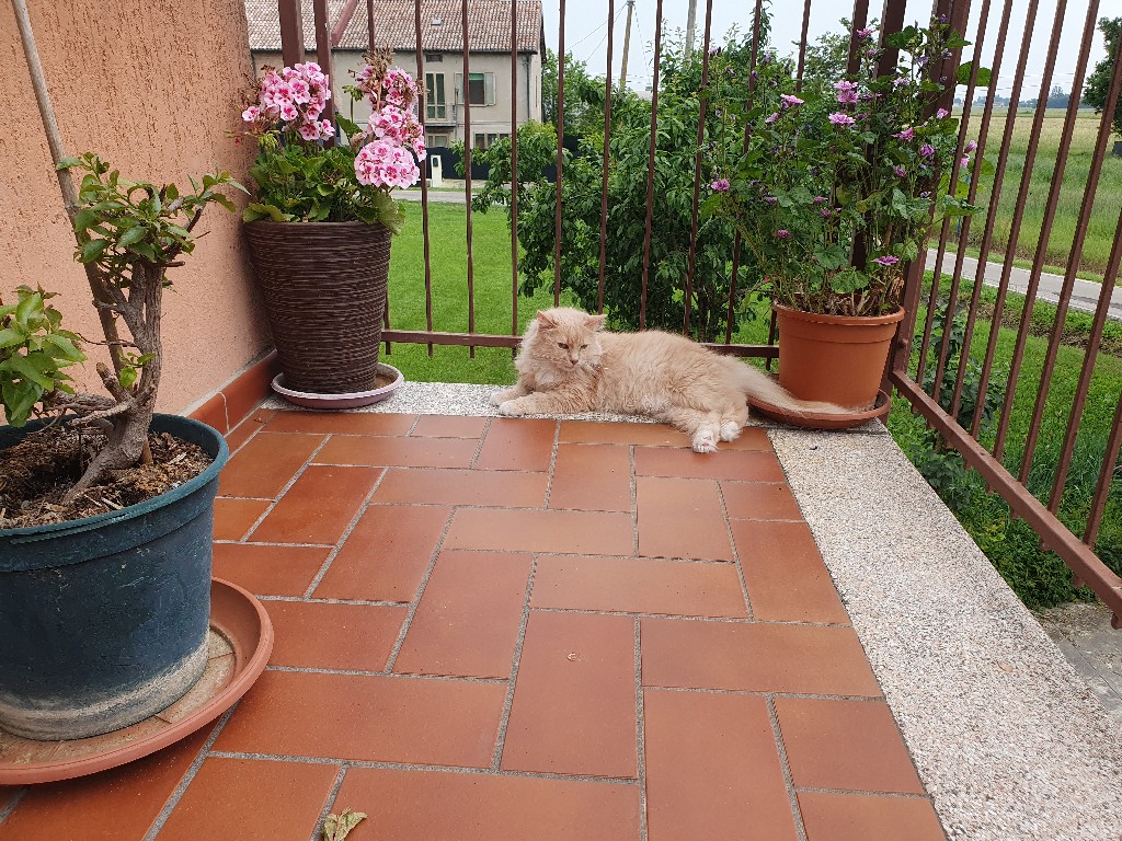 Stricchi - Domus maggio 2023 - Foto TT